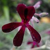 Interés terapéutico de <i>Pelargonium sidoides</i>