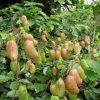 Revisión de <i>Griffonia simplicifolia</i>