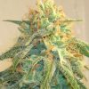<i>Cannabis</i> y cannabinoides. Análisis de la información preclínica y clínica