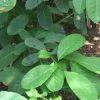 Actualización de conocimientos sobre Yerba mate