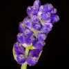 Aceites esenciales y estado de ánimo