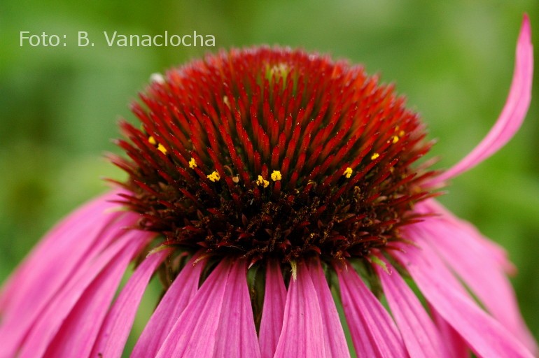 Echinacea Purpurea. Foto: B. Vanaclocha