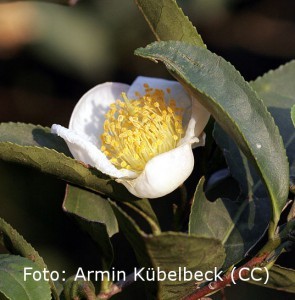 Camellia_sinensis_A-Kubelbeck