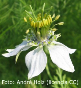 Nigela sativa-Andre Holz