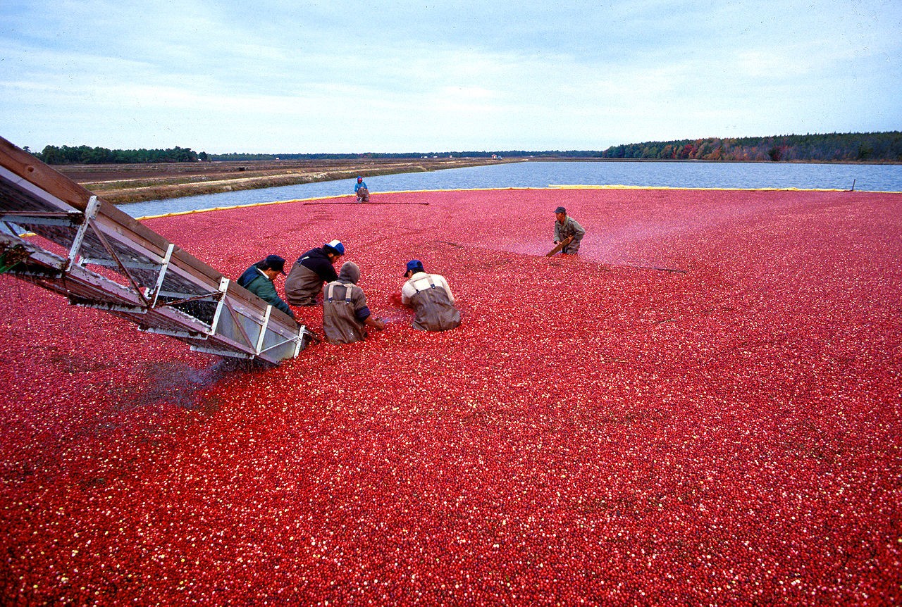 Recolección de arándano americano