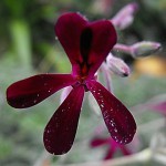 Pelargonium sidoides, Foto: Stickpen