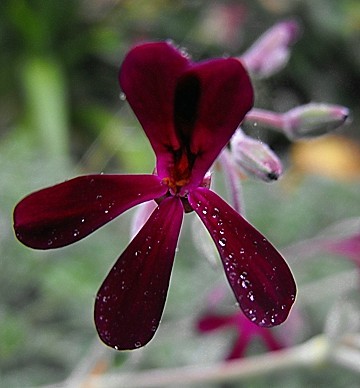 Pelargonium sidoides, Foto: Stickpen
