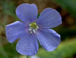 Linum ussitatissimum. Foto: B. Vanaclocha