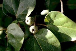 Copalchi. Foto: Biblioteca Digital de la Medicina Tradicional Mexicana / UNAM