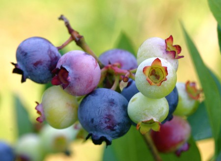 Vaccinium-corymbosum