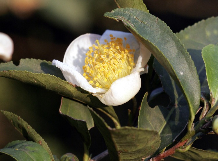 Camellia sinensis. Foto: Armin Kübelbeck (licencia CC)