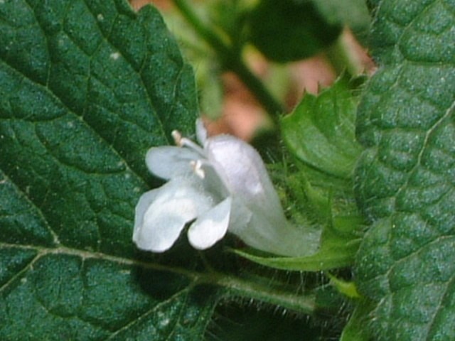 Melissa officinalis. Foto: B. Vanaclocha