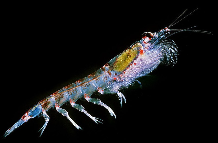 Krill (Meganyctiphanes norvegica). Fuente: http://www.ecoscope.com