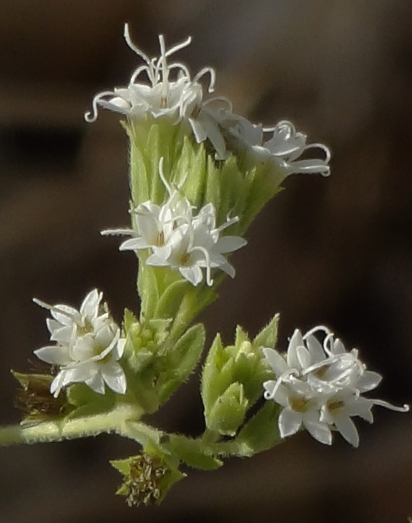 Stevia rebaudiana. Foto: B. Vanaclocha