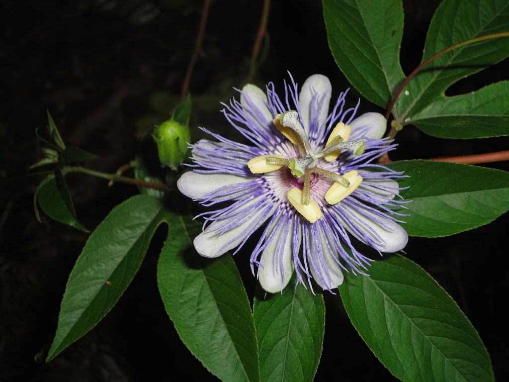 Passiflora_incarnata. Foto: E. Nielsen.