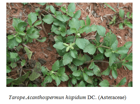 Acanthospermum-hispidum