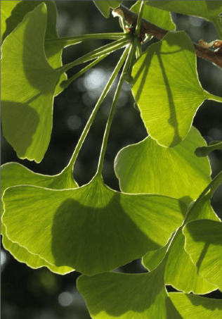 Ginkgo biloba. Foto: Salvador Cañigueral