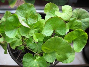 Centella asiática. Foto: Funaki