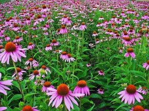 Echinacea purpurea. Foto: H. Zell.