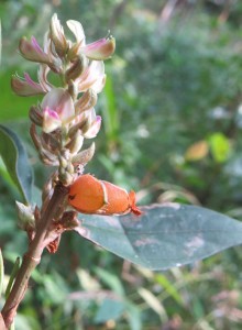 Flemingia macrophylla. Foto: Vinayaraj