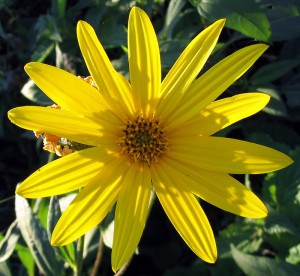 Helianthus tuberosus. Foto: Darkone