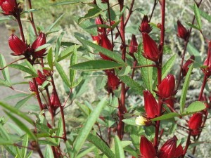 Hibiscus sabdariffa. Foto: Invertzoo