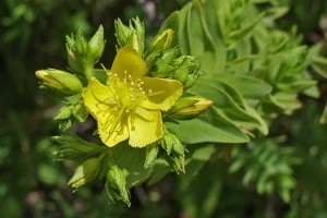 Hypericum reflexum. Foto: Cristina González Benítez 