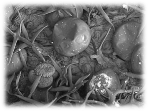 Fig. 1. Tricomas y estomas de Lavandula luisieri