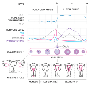 MenstrualCycle