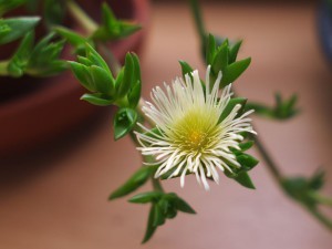 Sceletium tortuosum. Foto: Tommi Nummelin