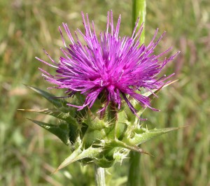 Silybum marianum. Foto: Curtis Clark