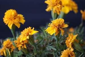 Tagetes erecta. Foto: Padaguan