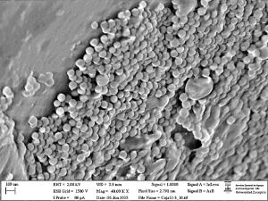 Partículas submicrónicas obtenidas con tecnología  supercrítica antidisolvente a partir de extractos de lavanda.