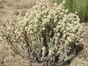 Thymus mastichina. Foto: Xemenendura