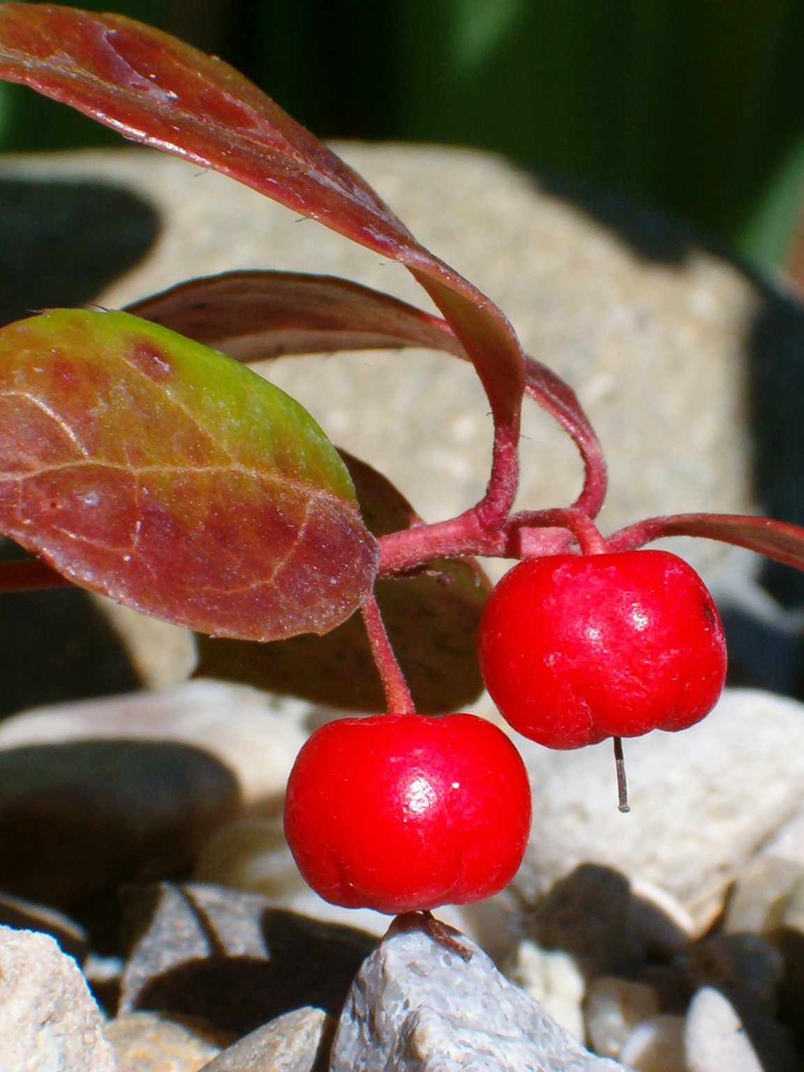 Gaultheria procumbens. Foto: Karol Pilch (licencia CC).