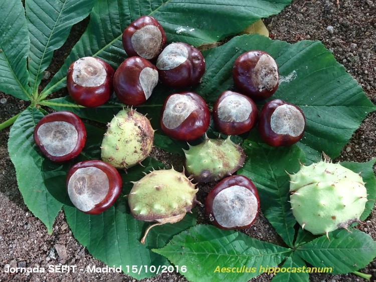 aesculus-hippocastanum