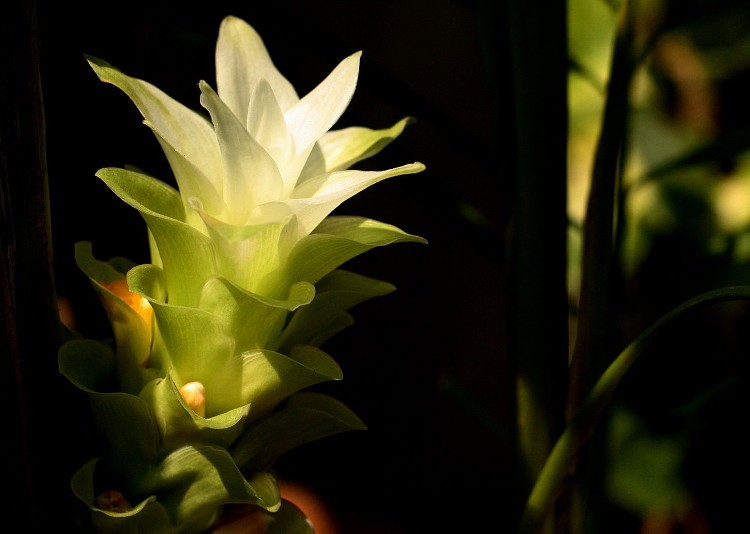 Flor de Curcuma longa. Foto: Sankarshansen (licencia CC)