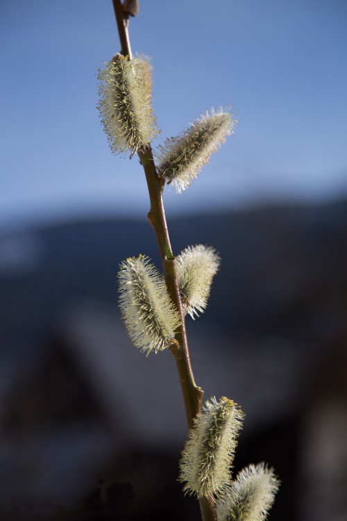 Salix daphnoides. Foto: Florian Kropfl (licencia CC)