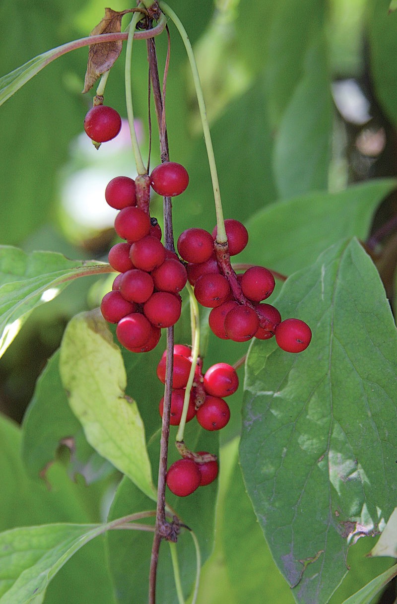 Schisandra chinensis. Foto: Vladimir Kosolapov (licencia CC)