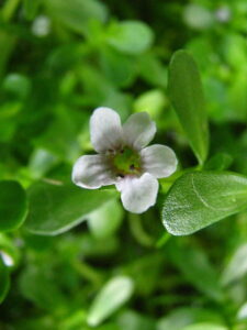 Bacopa monieri. Foto: David Eickhoff (licencia CC)