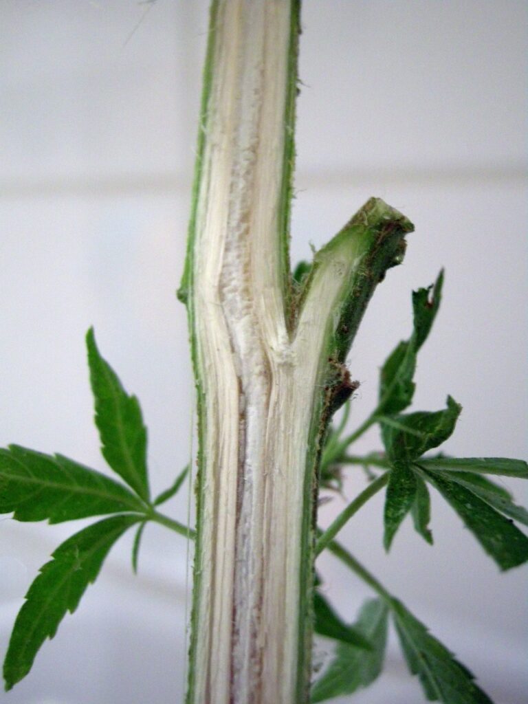 Sección longitudinal del talla de Cannabis sativa. Foto: Fenrisulfir (licencia CC)